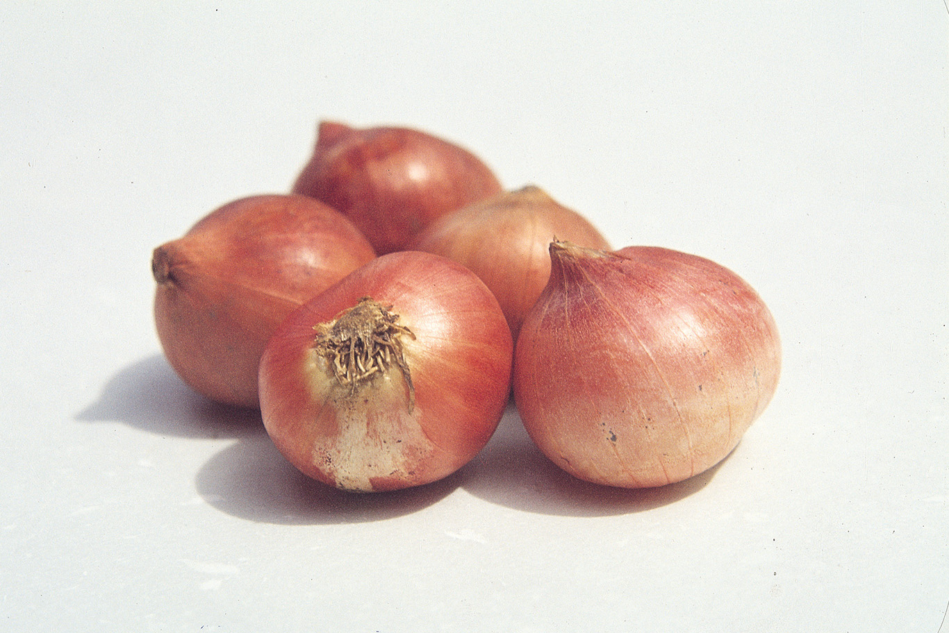 Shallot