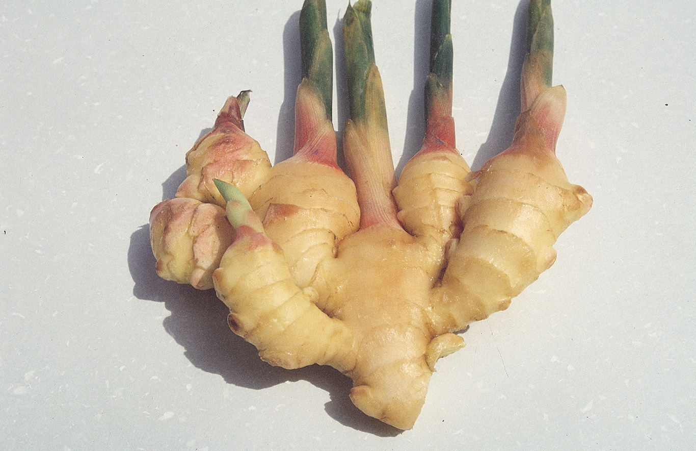 Ginger