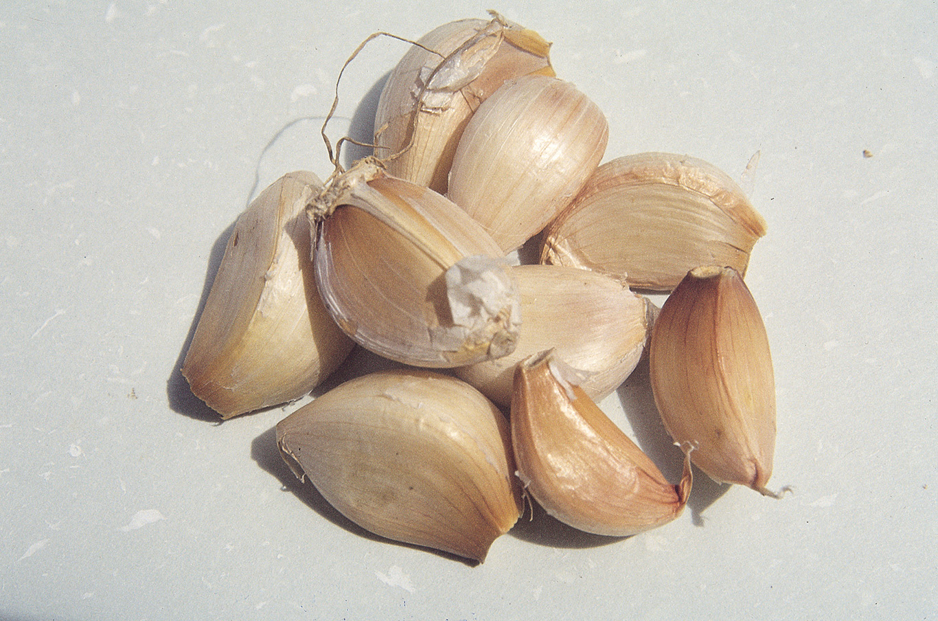 Galagal