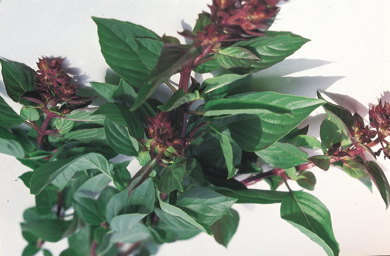 Sweet Basil