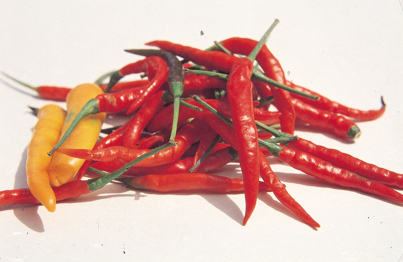 Hot Chilli Pepper