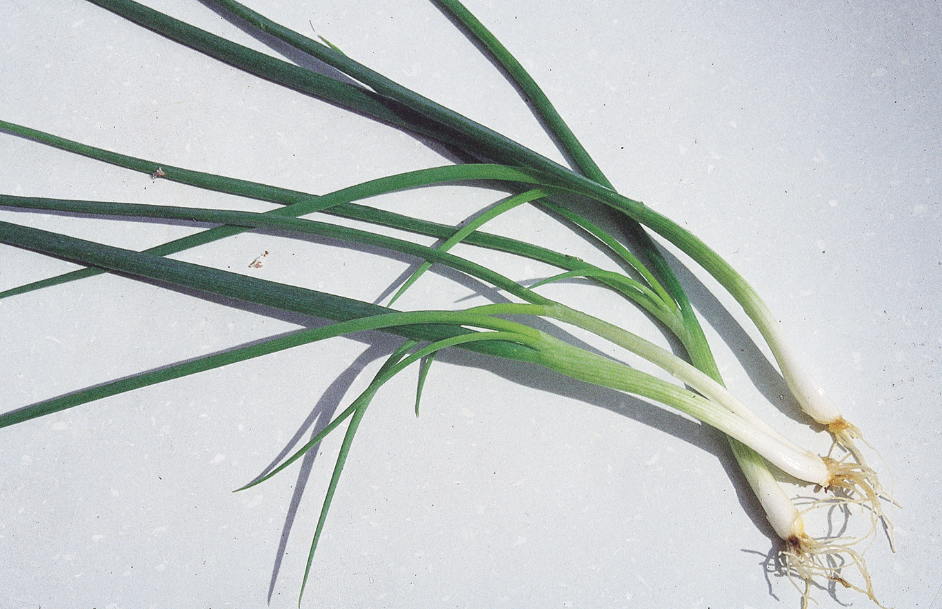 Spring Onion