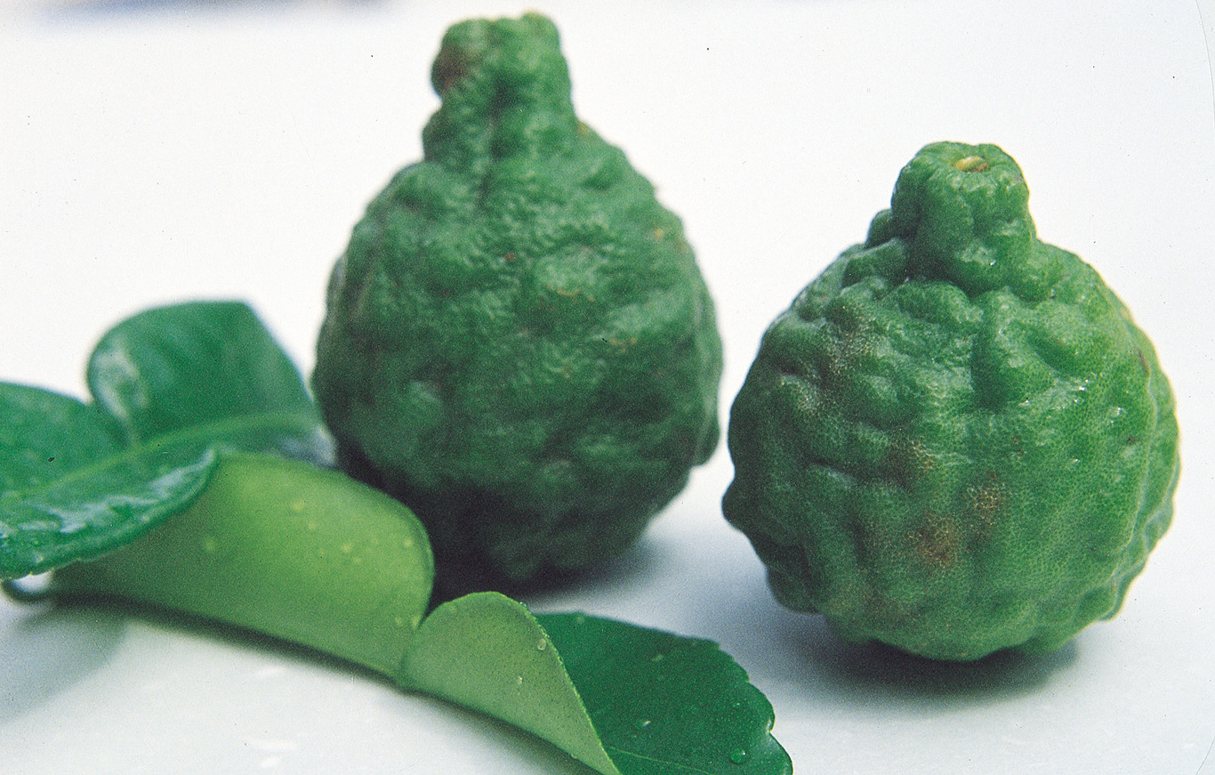 Kaffir Leaf