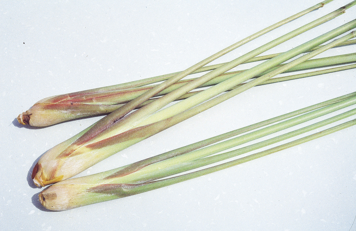 Lemongrass