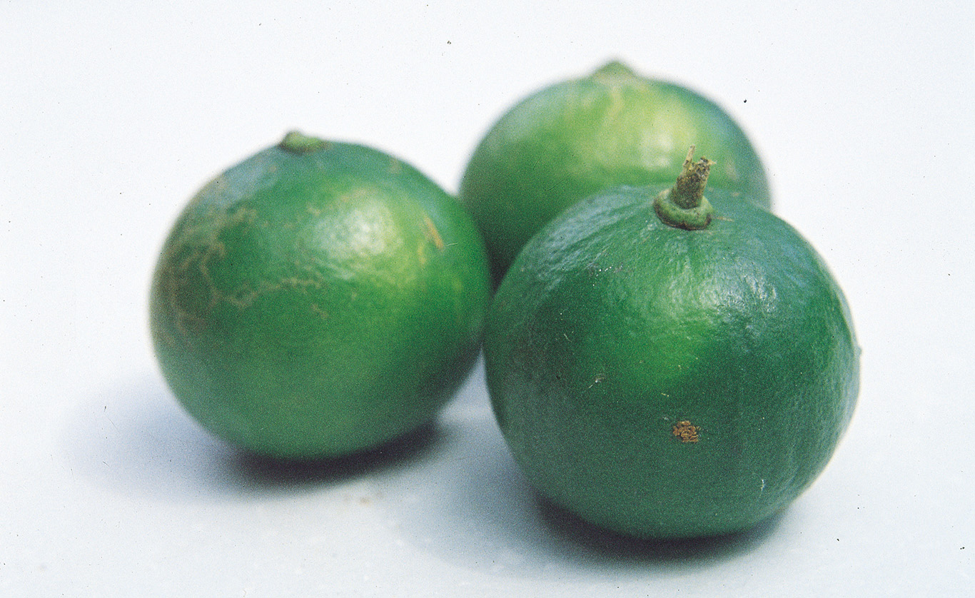 Lime