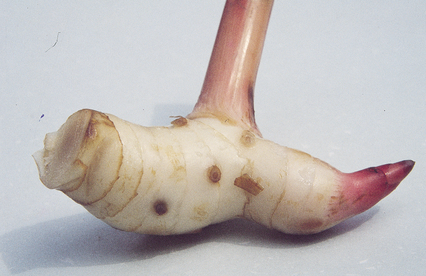 Galagal