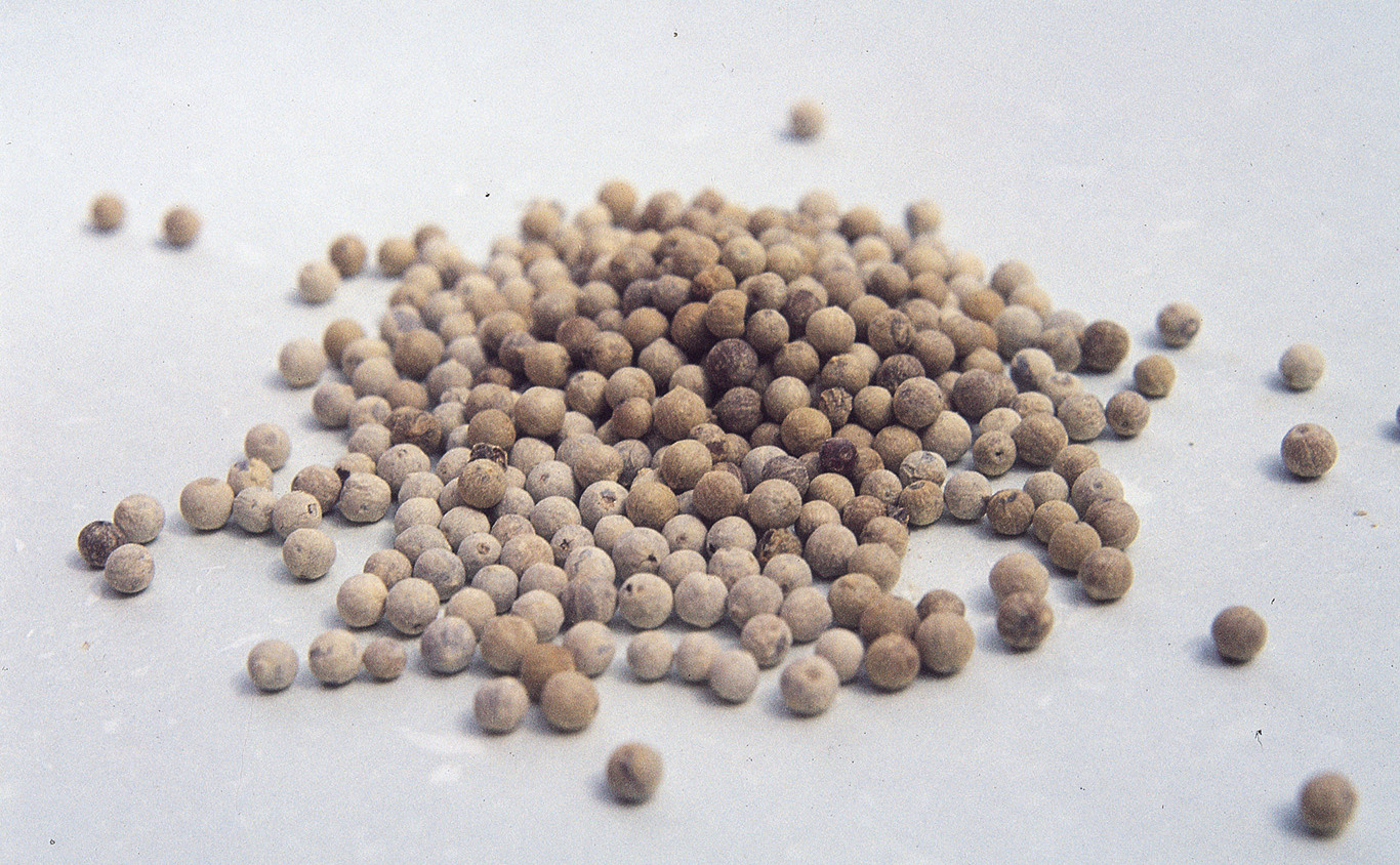 Pepper
