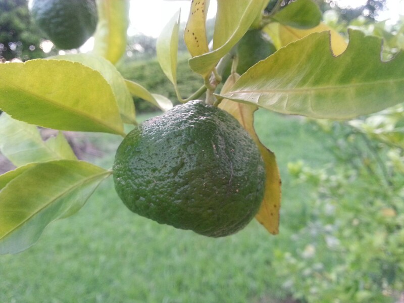 Citron