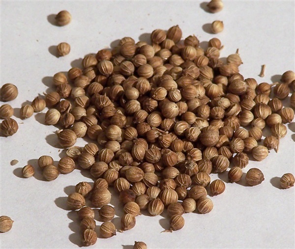 Coriander