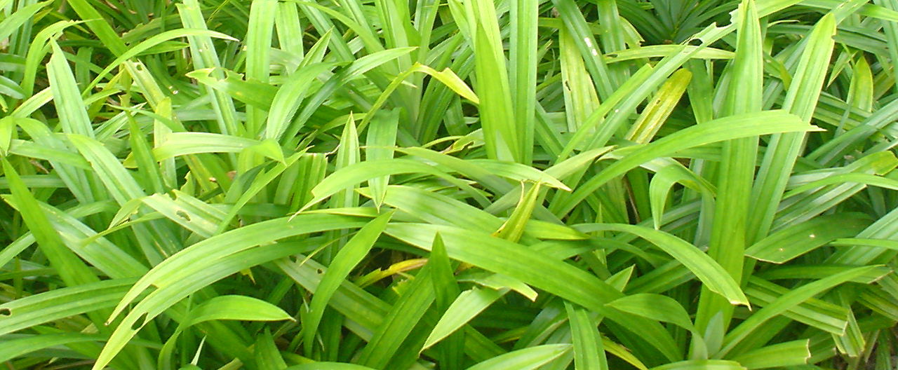 Pandan Leaf
